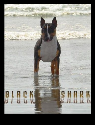 MUL.CH BLACK SHARK DE ROCABULL